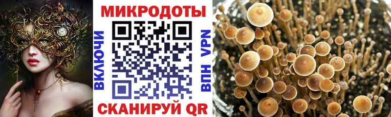 Псилоцибиновые грибы Psilocybine cubensis  Киреевск 